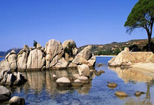 大象队连胜狂潮引起球迷狂欢